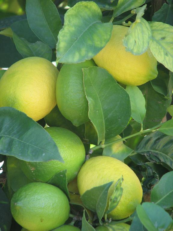 בניטאצ'ל Finca Klara, Boutiquehotel - Apartment -Javea-Moraira- מראה חיצוני תמונה